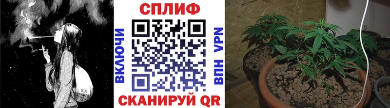Бошки Шишки сатива  купить наркотик  Городовиковск 